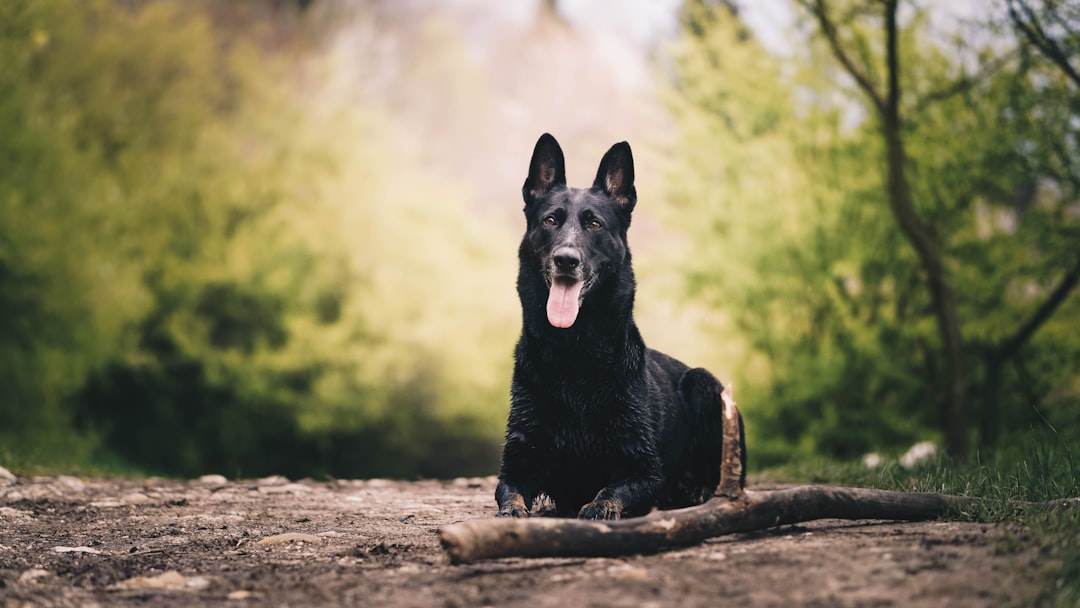 black short coat medium dog sitting on ground during daytime