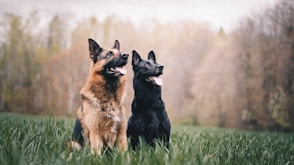 black and tan german shepherd on green grass field during daytime