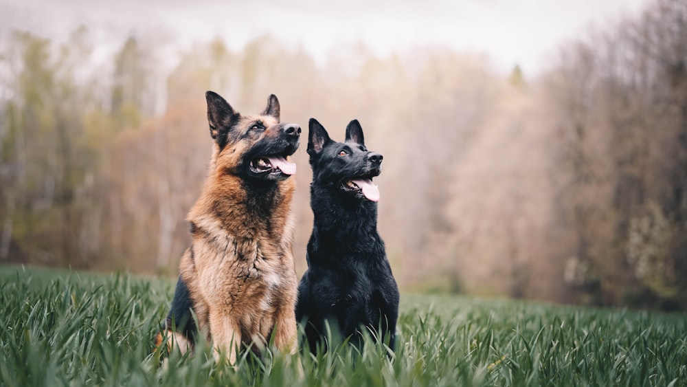 Schwarzer und brauner Deutscher Schäferhund tagsüber auf grünem Grasfeld