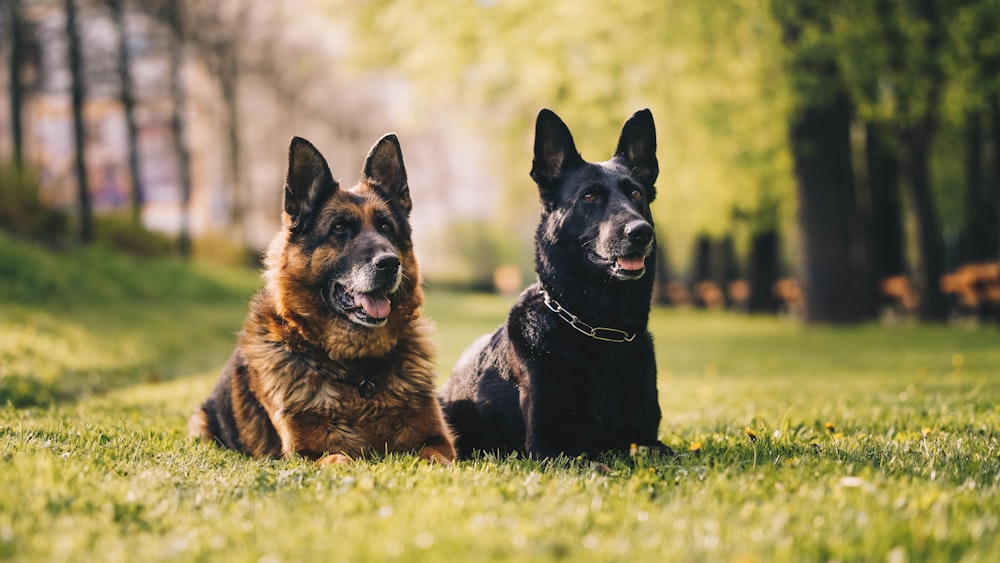 Schwarzer und brauner Deutscher Schäferhund tagsüber auf grünem Grasfeld