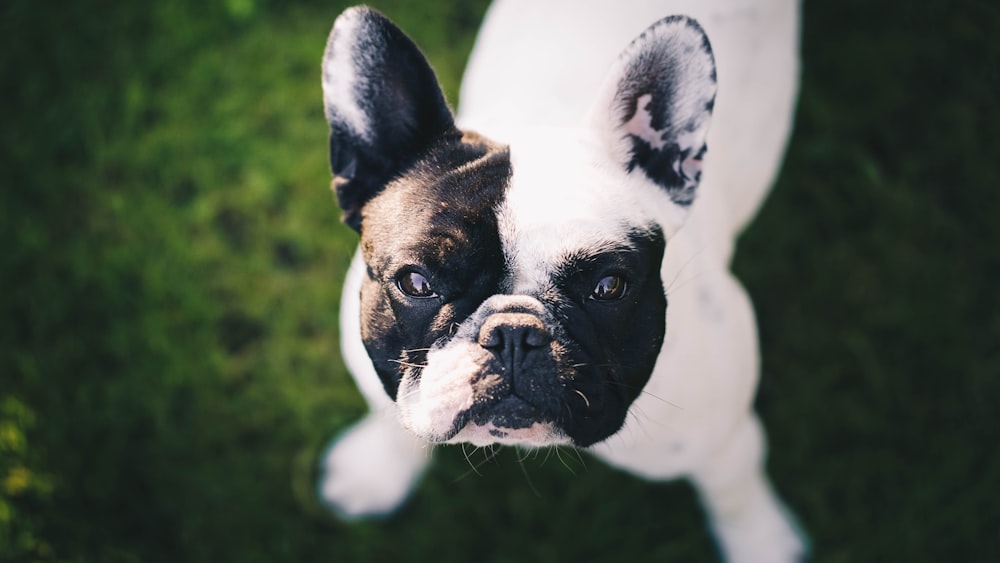 black and white french bulldog puppy