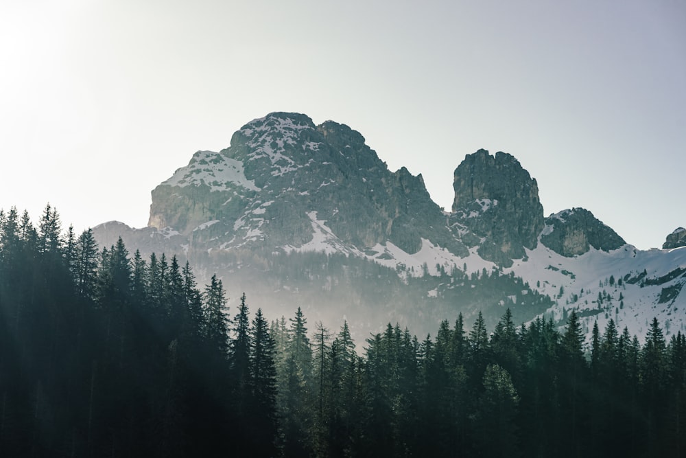 green pine trees near mountain during daytime