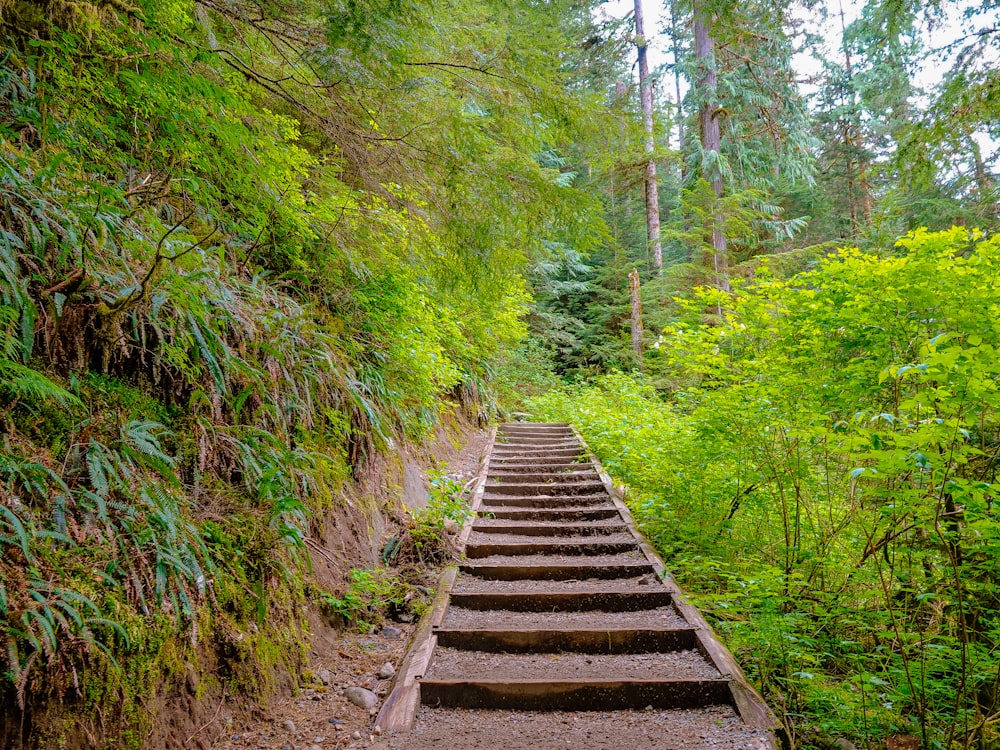 brown wooden stairs between green trees during daytime