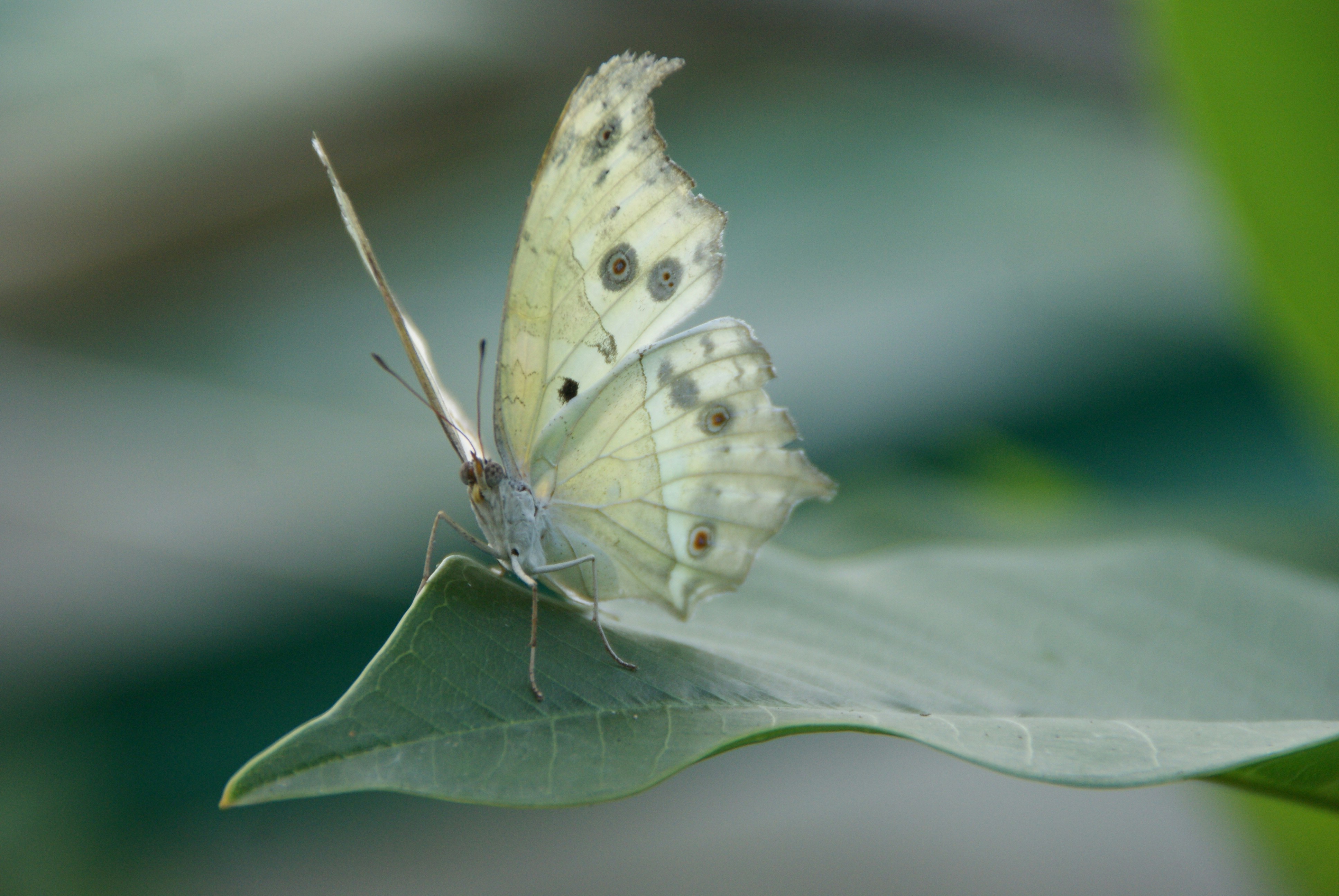 mariposa blanca y negra sobre hoja verde