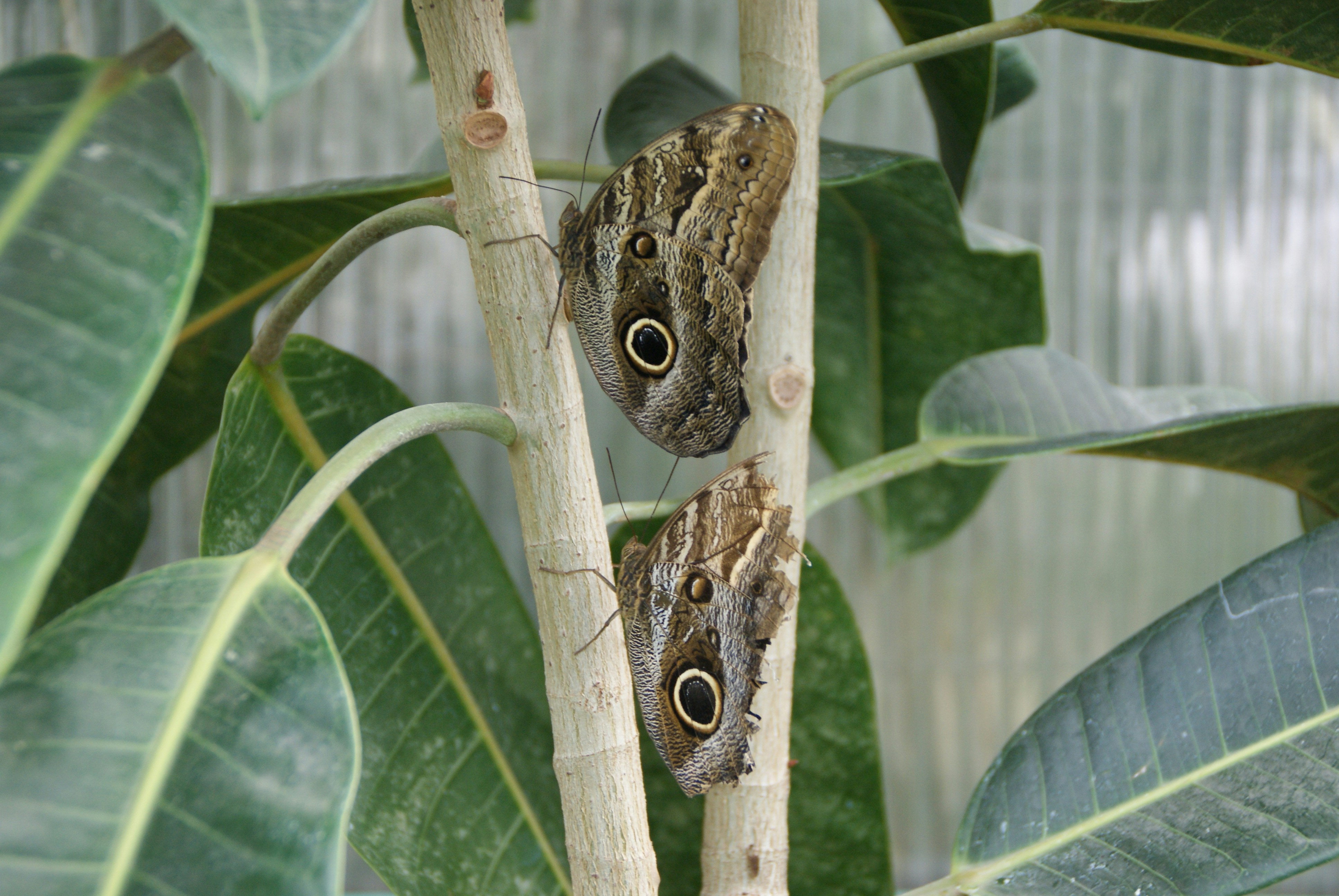 Mariposa marrón y negra en hoja verde