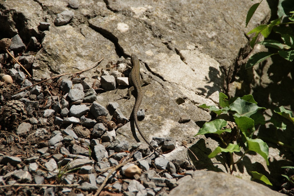 brown lizard on brown rock