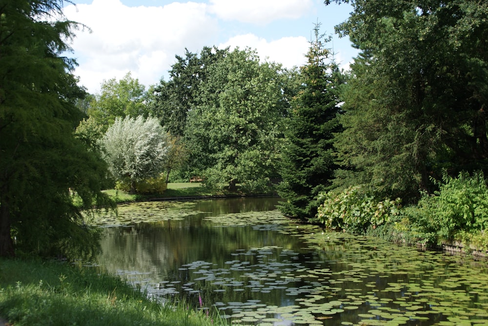 green trees beside river under white clouds and blue sky during daytime