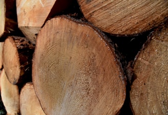 Close-up view of stacked wooden logs, displaying rough textured bark and visible growth rings. The logs are cut neatly, with sawdust and small debris scattered on the surface.