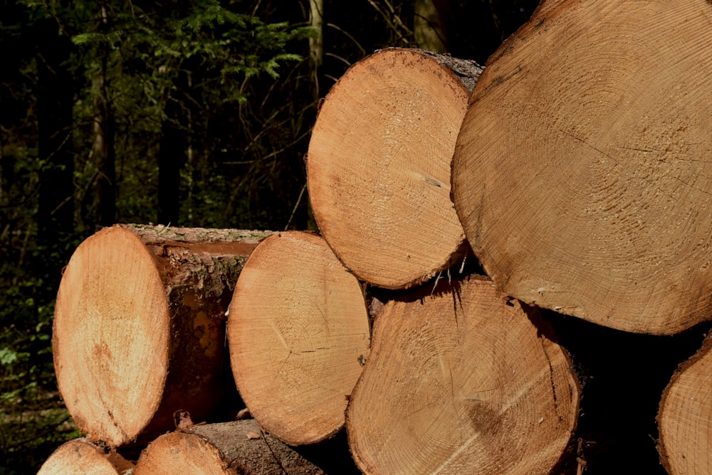 brown wood logs on forest during daytime