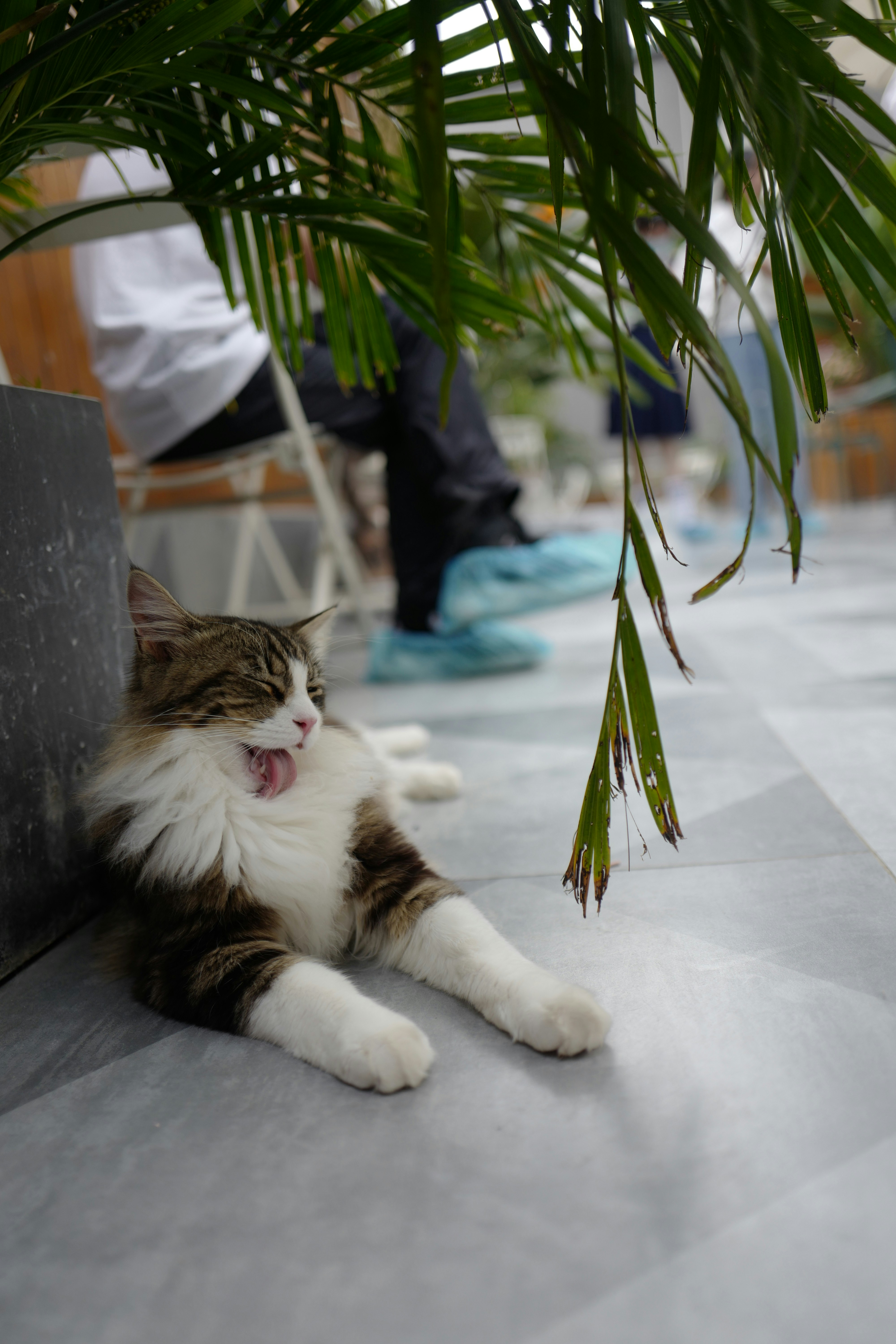 White And Brown Cat Lying On Black Leather Couch