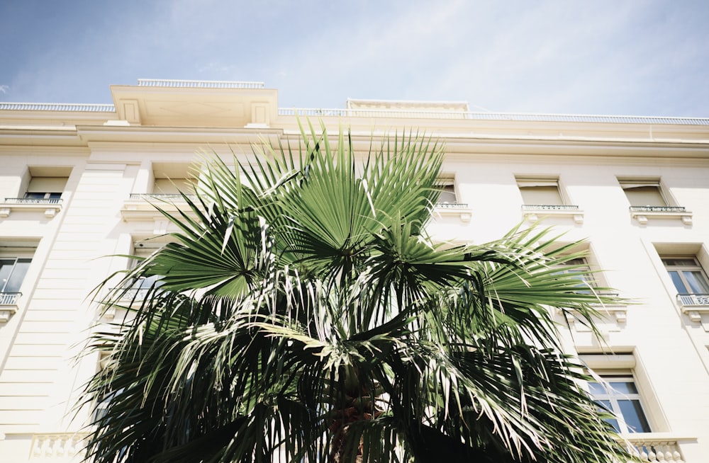 green palm tree near beige concrete building during daytime