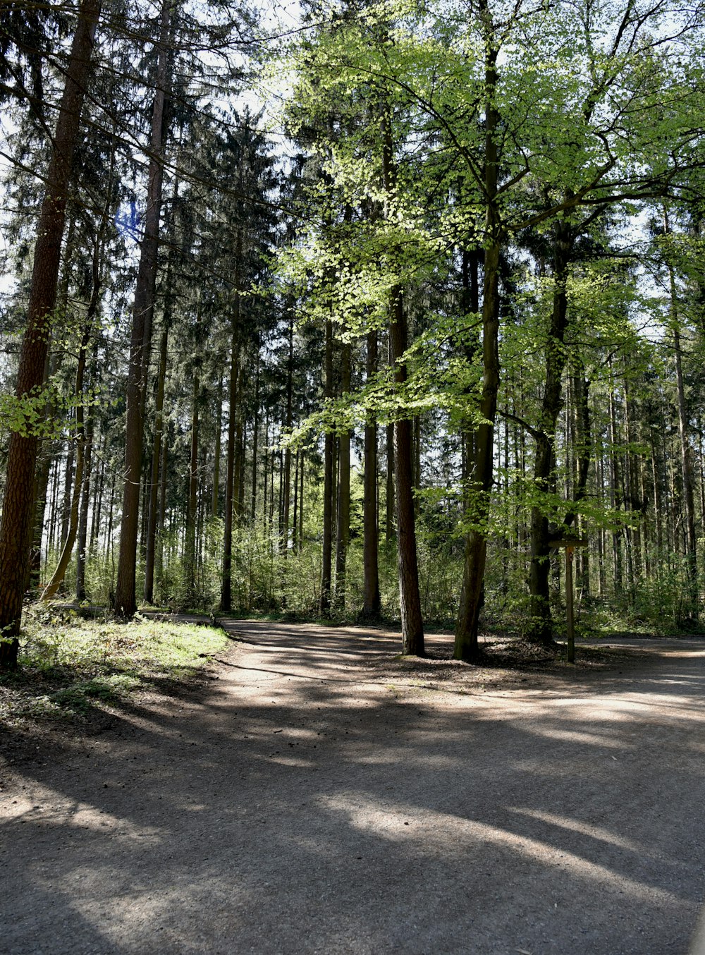 green trees on gray concrete ground during daytime