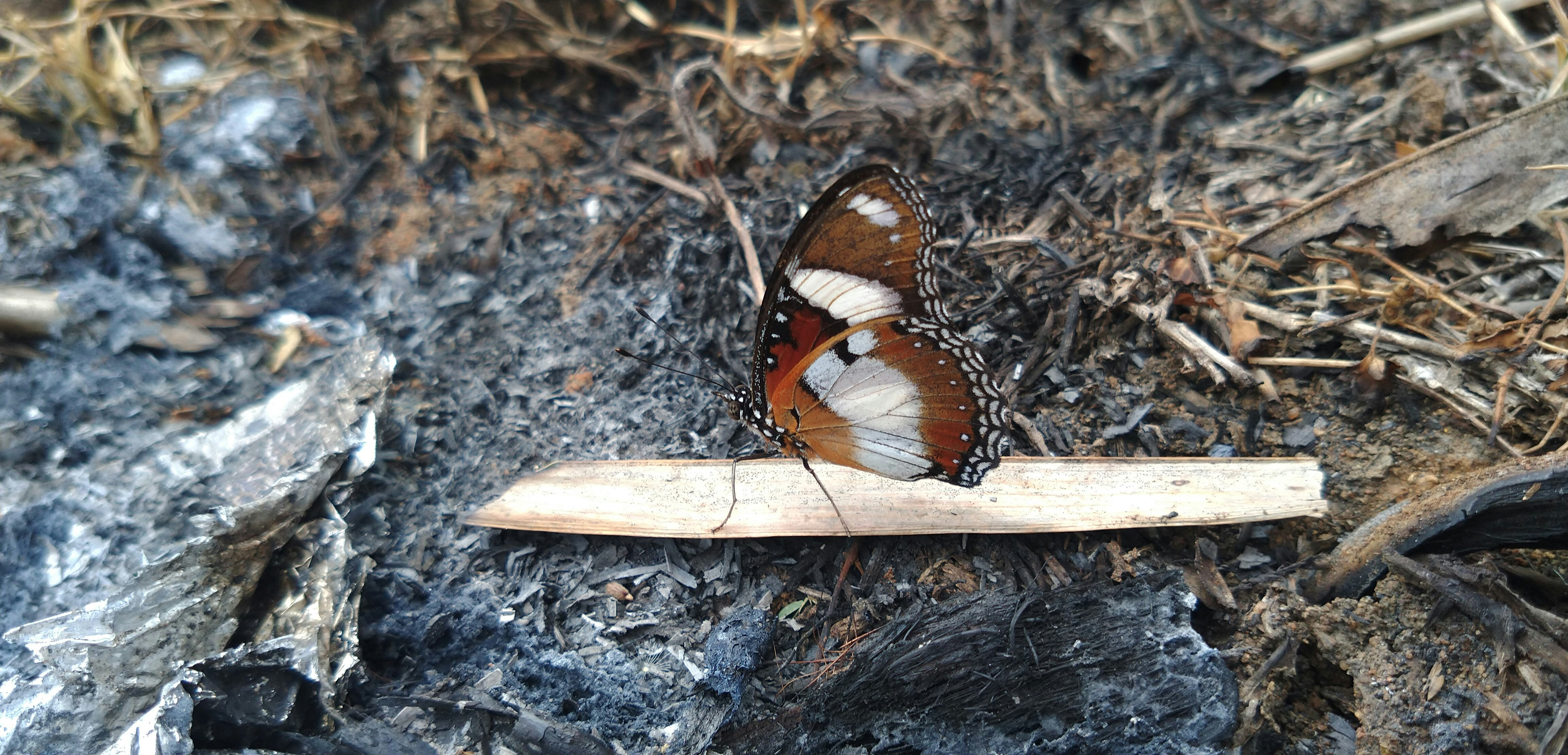 brown and black butterfly on brown wooden stick