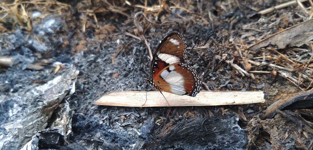 mariposa marrón y negra sobre palo de madera marrón