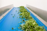 Fresh green sprouts are spread across a blue conveyor belt, enclosed by metal sides. The scene suggests an industrial farming or food processing environment.