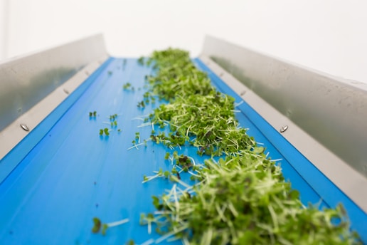 Fresh green sprouts are spread across a blue conveyor belt, enclosed by metal sides. The scene suggests an industrial farming or food processing environment.