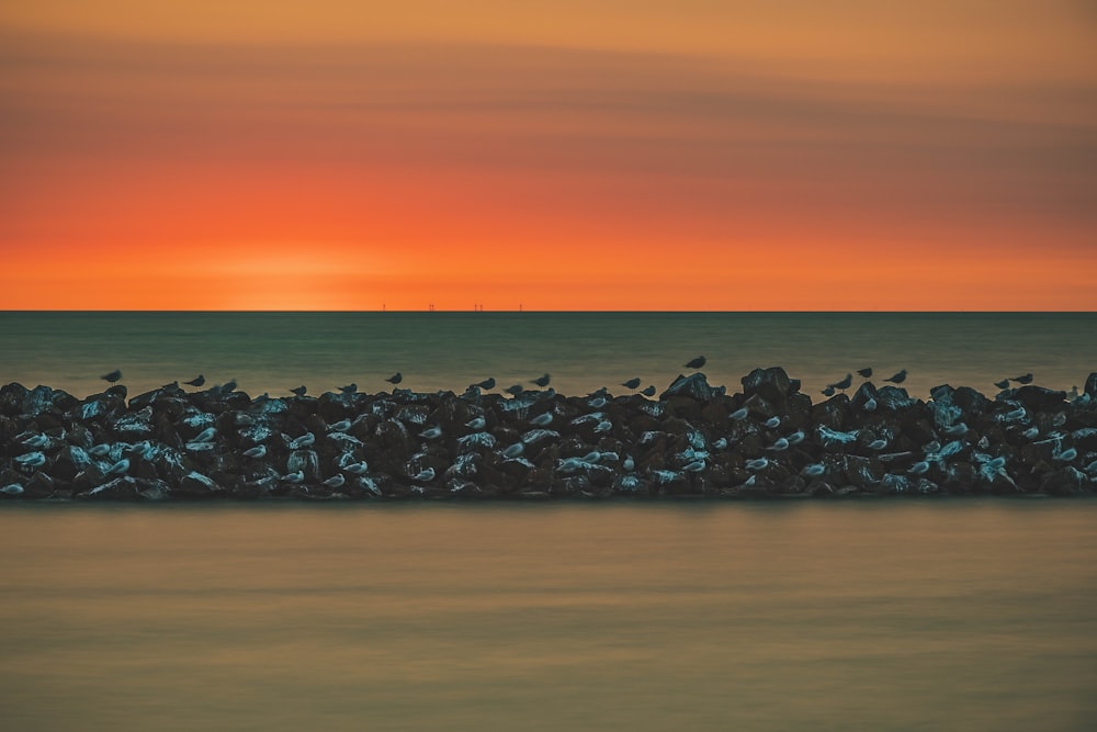 black rocks on beach during sunset
