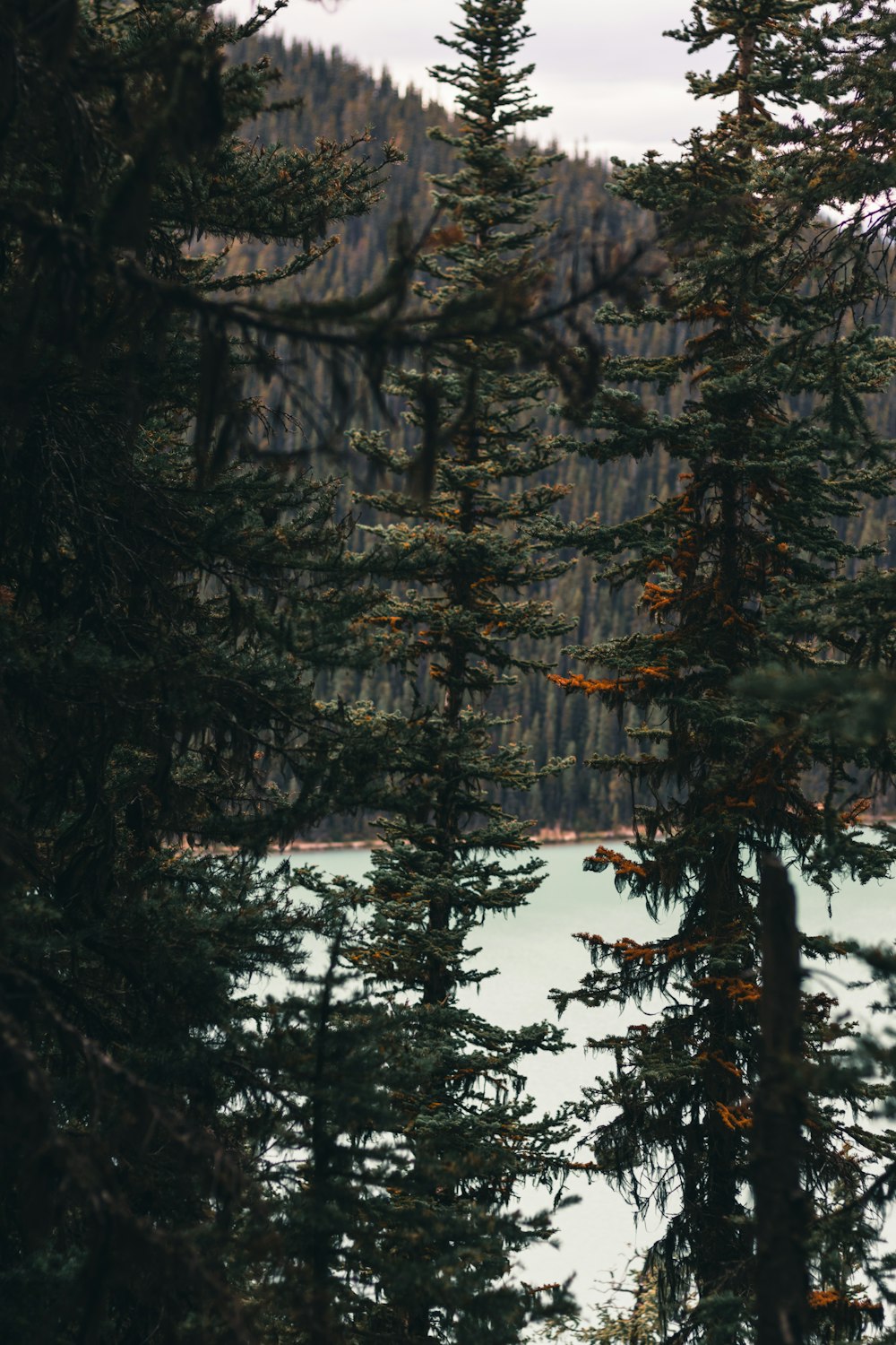 green pine trees during daytime