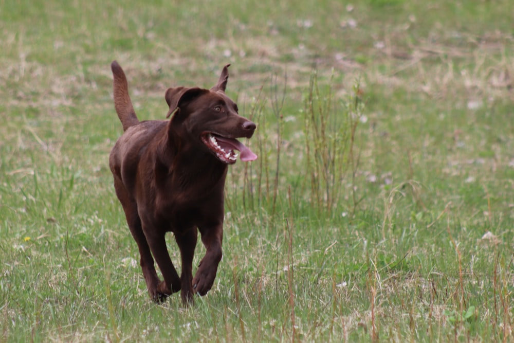 brown short coated dog on green grass field during daytime