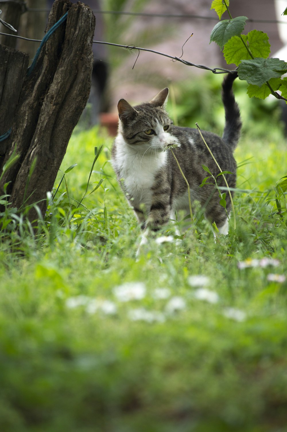 brown and white tabby cat on green grass field