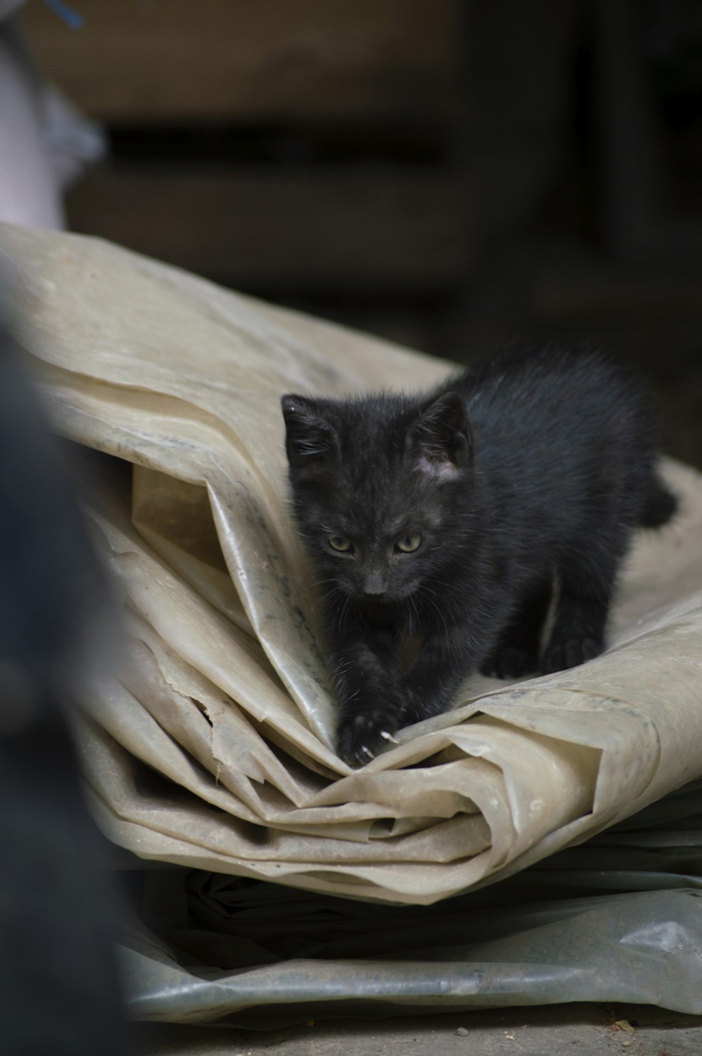 schwarze Katze auf braunem Textil