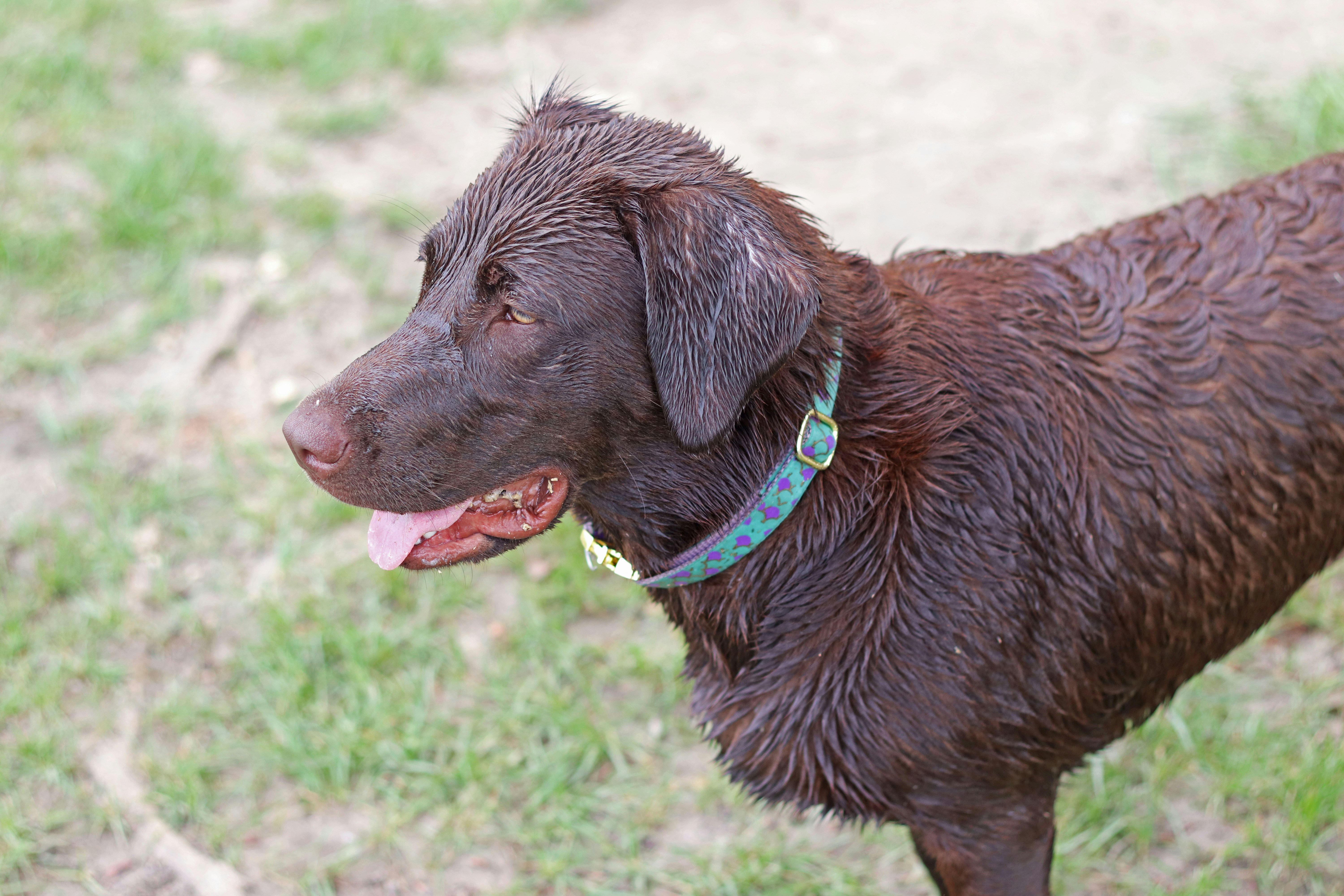 brown short coated dog on green grass during daytime
