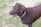 A wet brown dog with a colorful collar stands on a grassy and muddy surface, appearing to be enjoying some time outdoors.