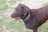 A wet brown dog with a colorful collar stands on a grassy and muddy surface, appearing to be enjoying some time outdoors.