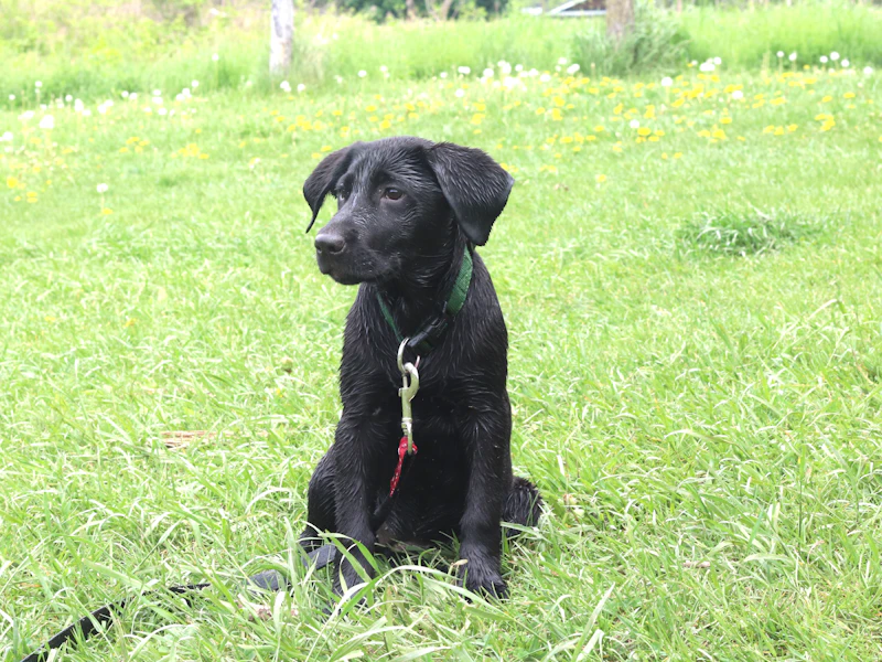 Teton, a black male puppy with a green collar and lead, sitting in a sunny meadow