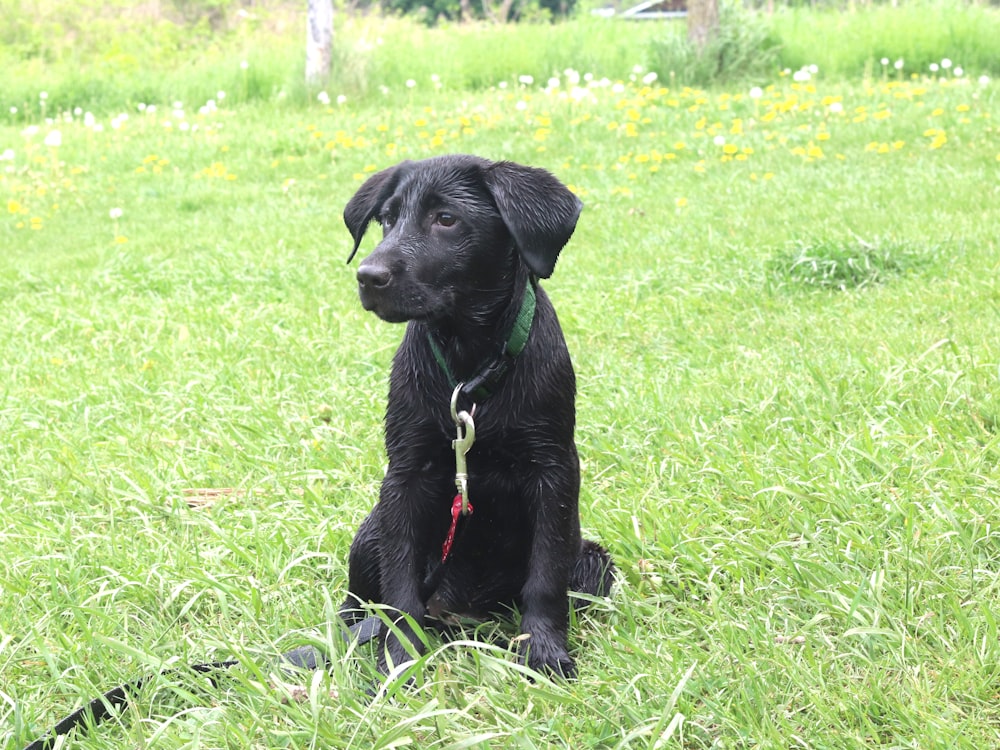 Labrador Retriever negro en un campo de hierba verde durante el día