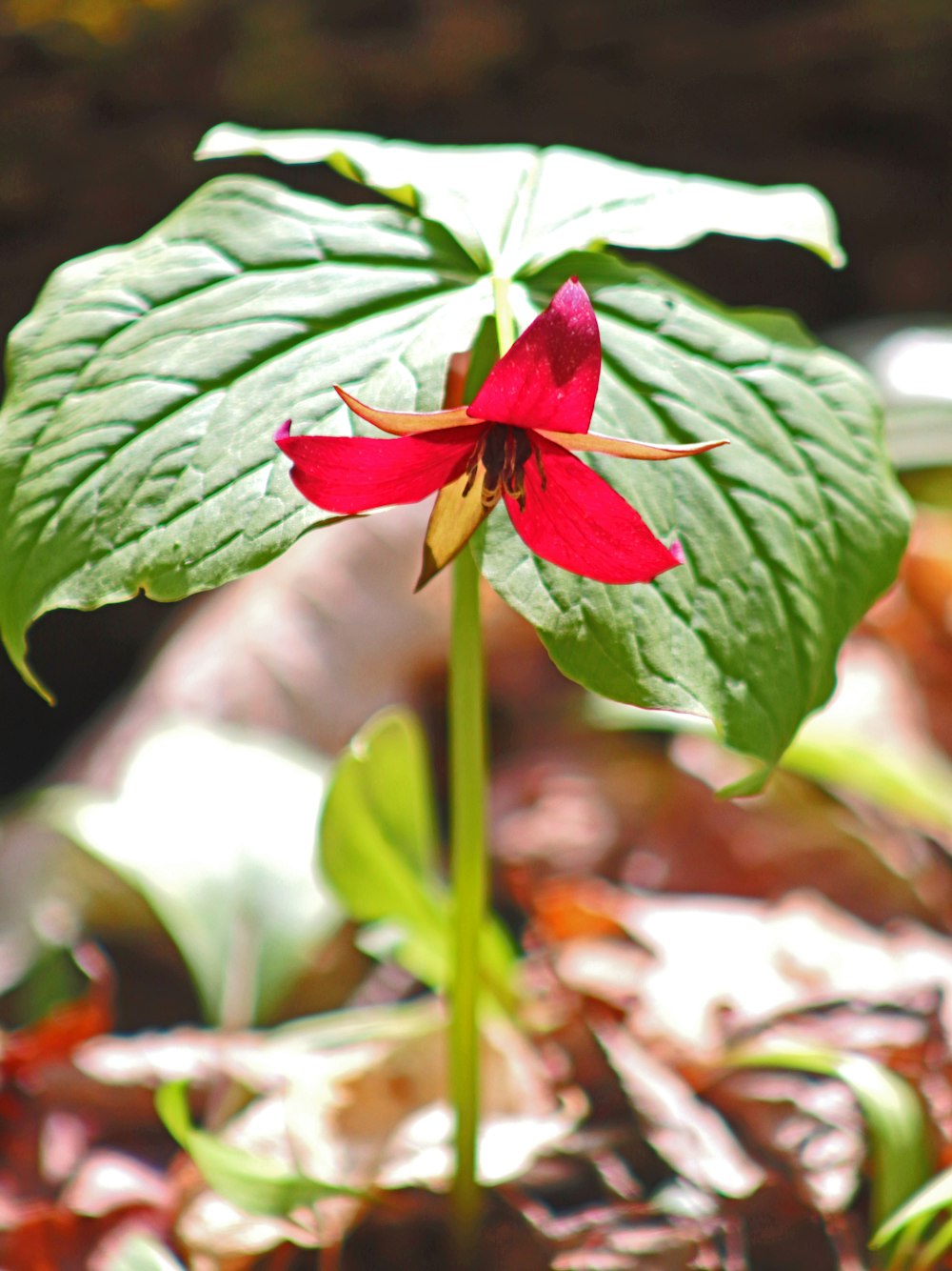 red flower in green leaves