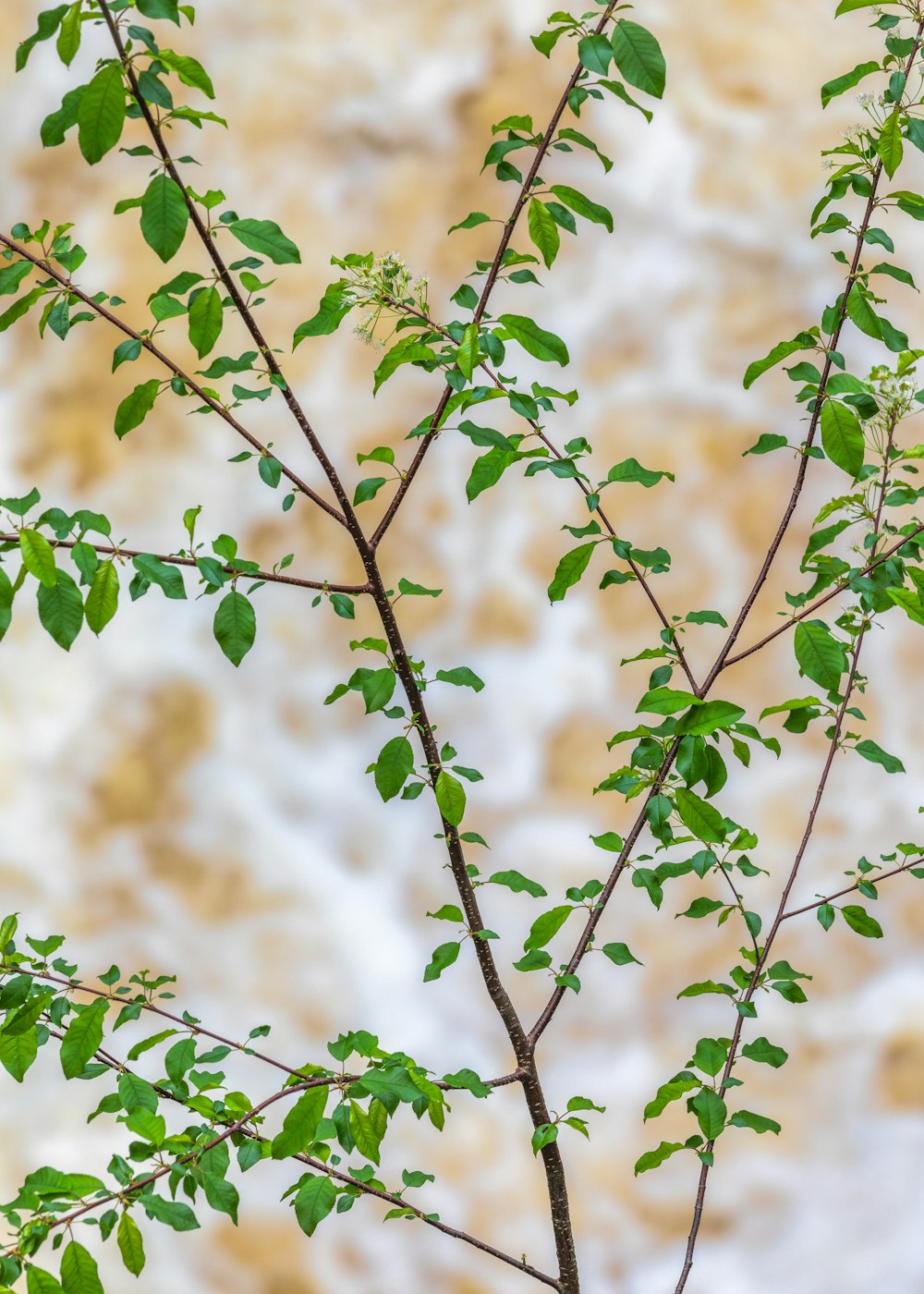 日中の緑と茶色の植物