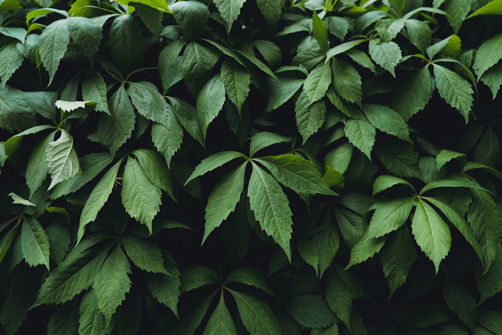 green leaves plant during daytime