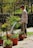 A man is watering plants from a garden hose in an outdoor setting. He is standing among several potted plants of varying types and sizes, with a backdrop of a stone wall and a wire fence. The plants are vibrant and healthy, indicating a sunny day.