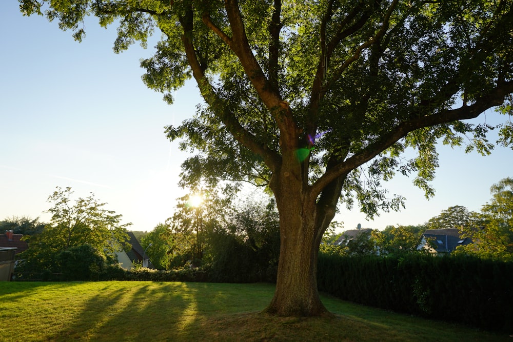 Grünes Grasfeld mit grünen Bäumen tagsüber