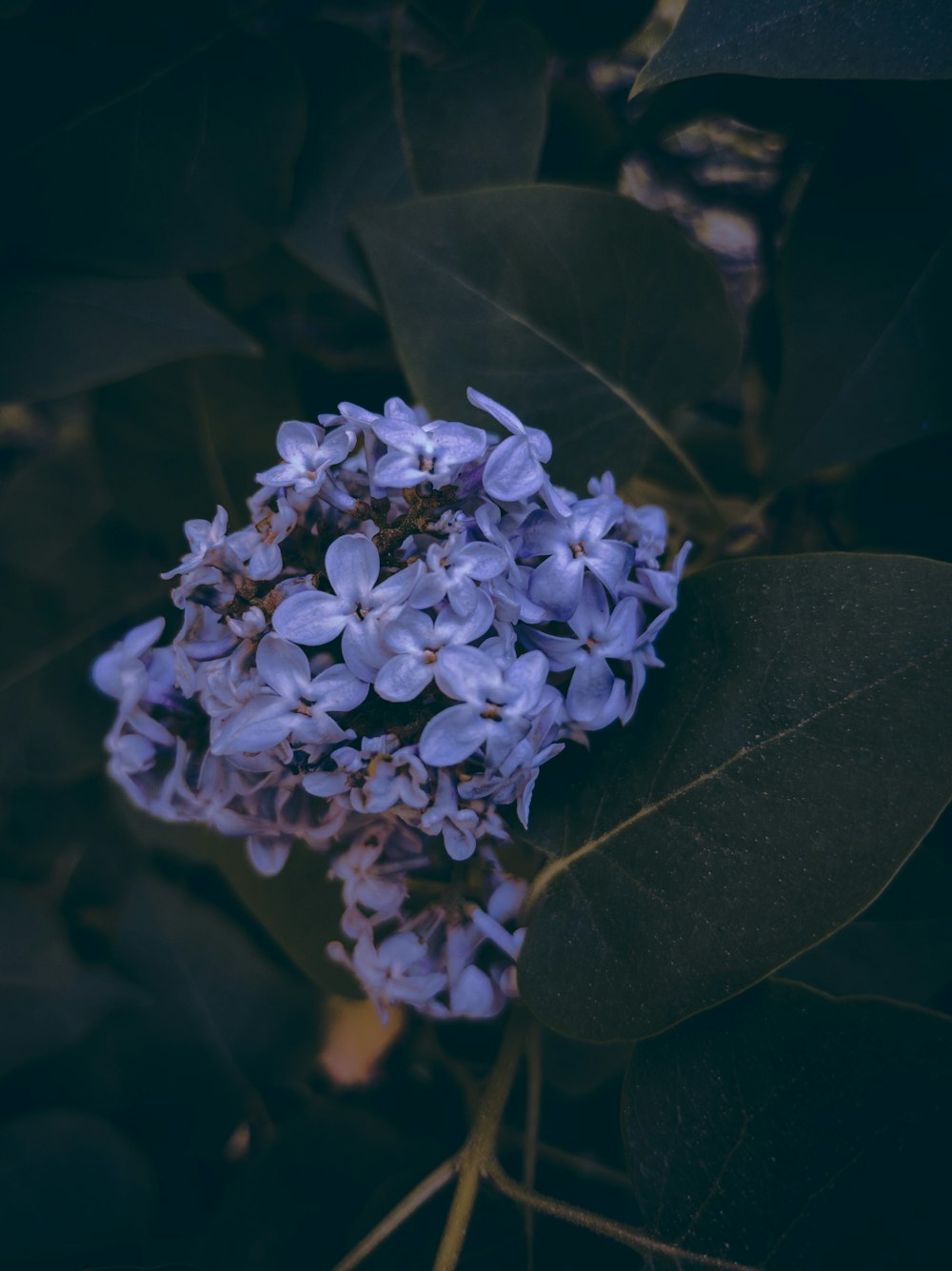 purple flower in green leaves