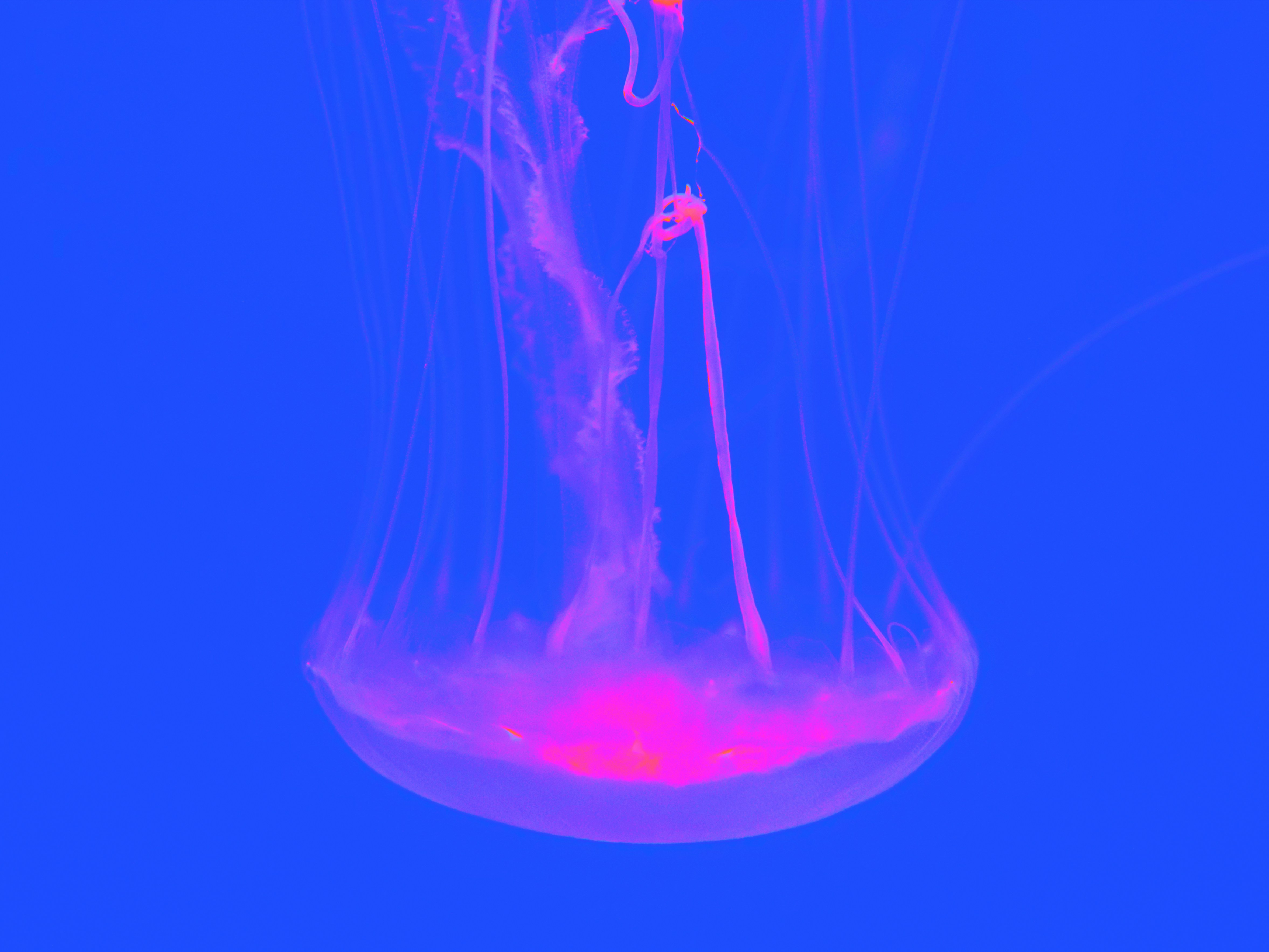 Photo by justinpheapco