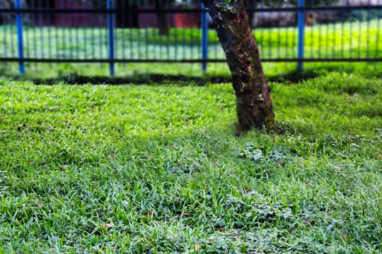 A lush green lawn with a tree trunk in the foreground. The background consists of a blue metal fence and more greenery.