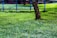 A lush green lawn with a tree trunk in the foreground. The background consists of a blue metal fence and more greenery.