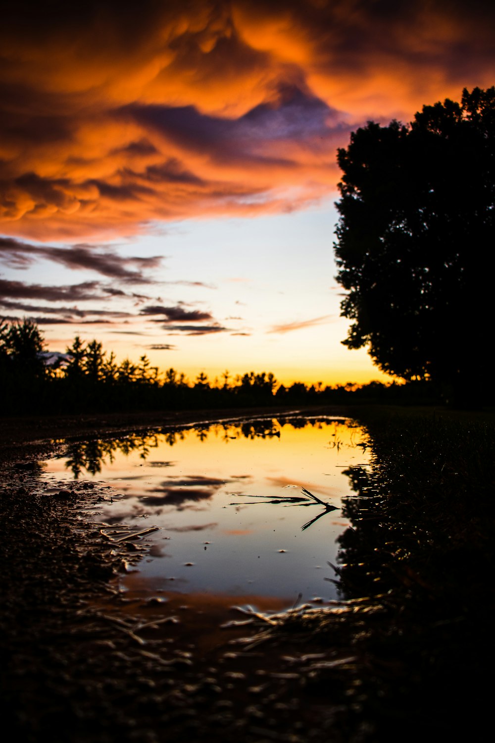 silhouette of trees beside body of water during sunset