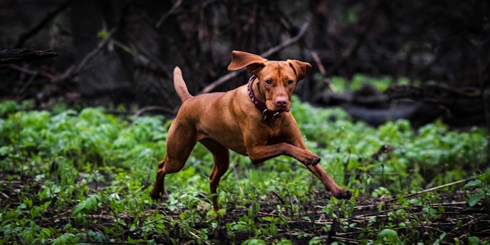 Best Hunting Dog Food for Energy & Stamina