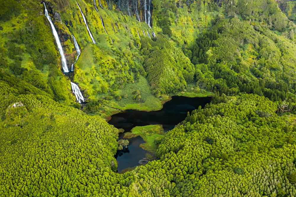 river in the middle of green trees