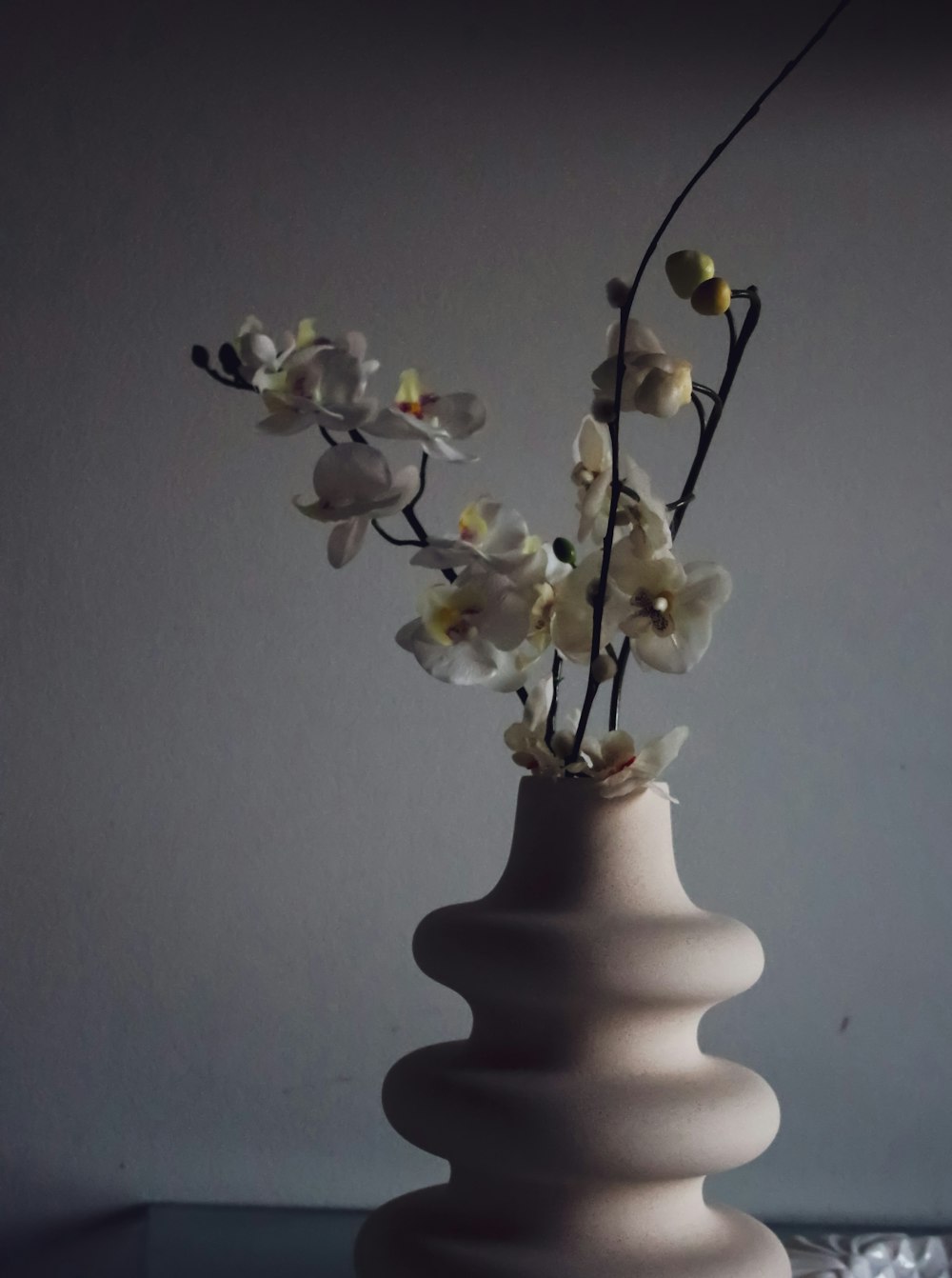 white moth orchids in white ceramic vase