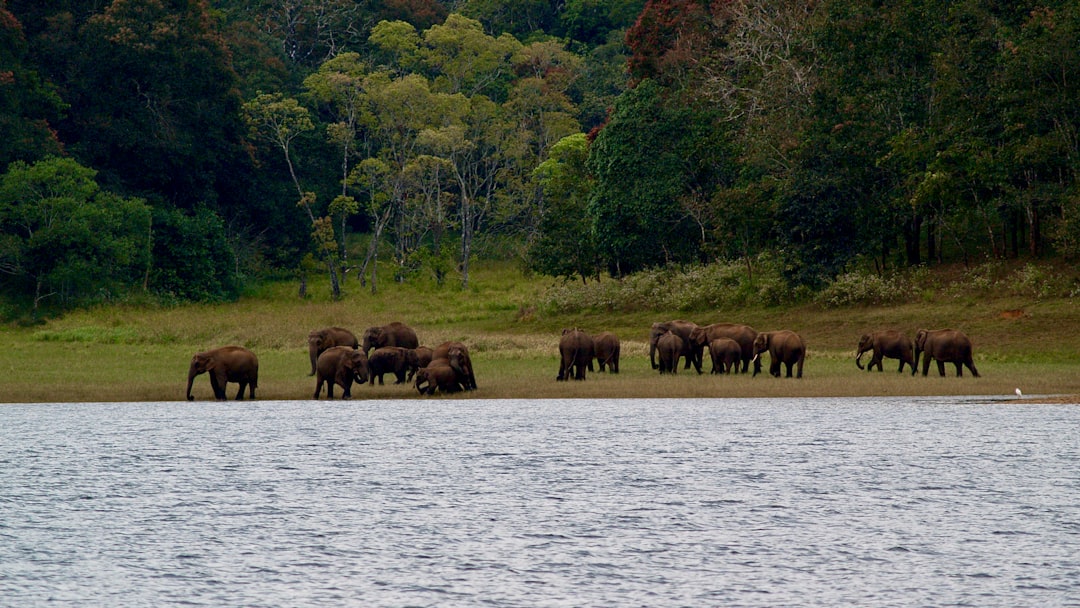 brown elephant on body of water during daytime