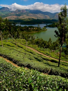 green grass field near lake during daytime