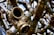 A detailed and close-up view of interconnected brass pipes with a large open valve facing towards the viewer. The shiny metallic surfaces reflect light, creating a complex network of lines and curves. The background is slightly out of focus, adding depth to the intricate pattern of pipes.