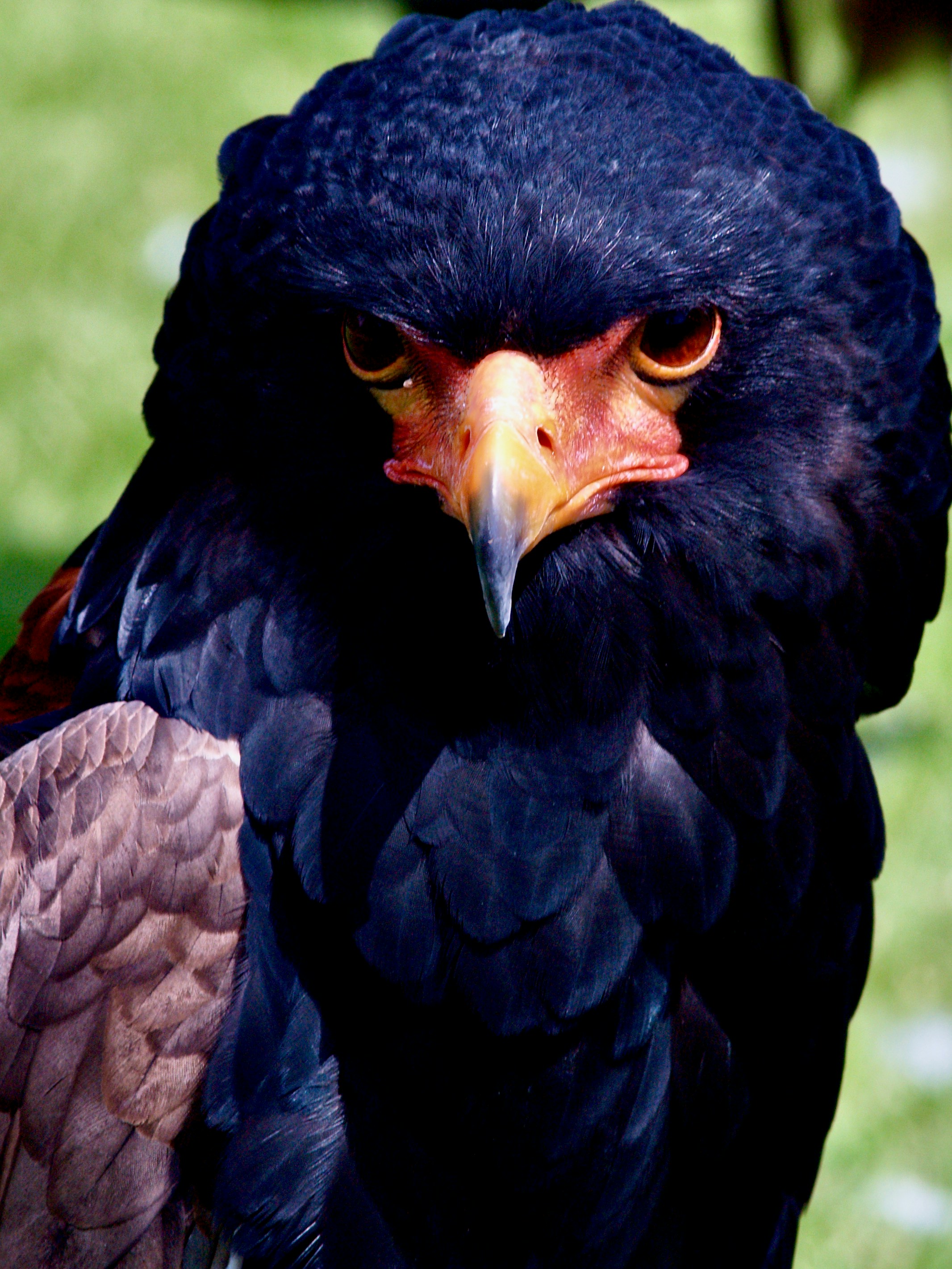 Photo by peterburdon