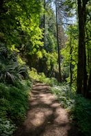 A peaceful nature trail surrounded by lush green trees and soft sunlight.