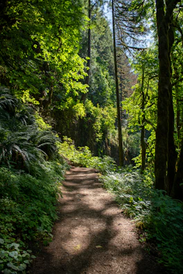 A serene nature trail surrounded by tall green trees and soft sunlight.