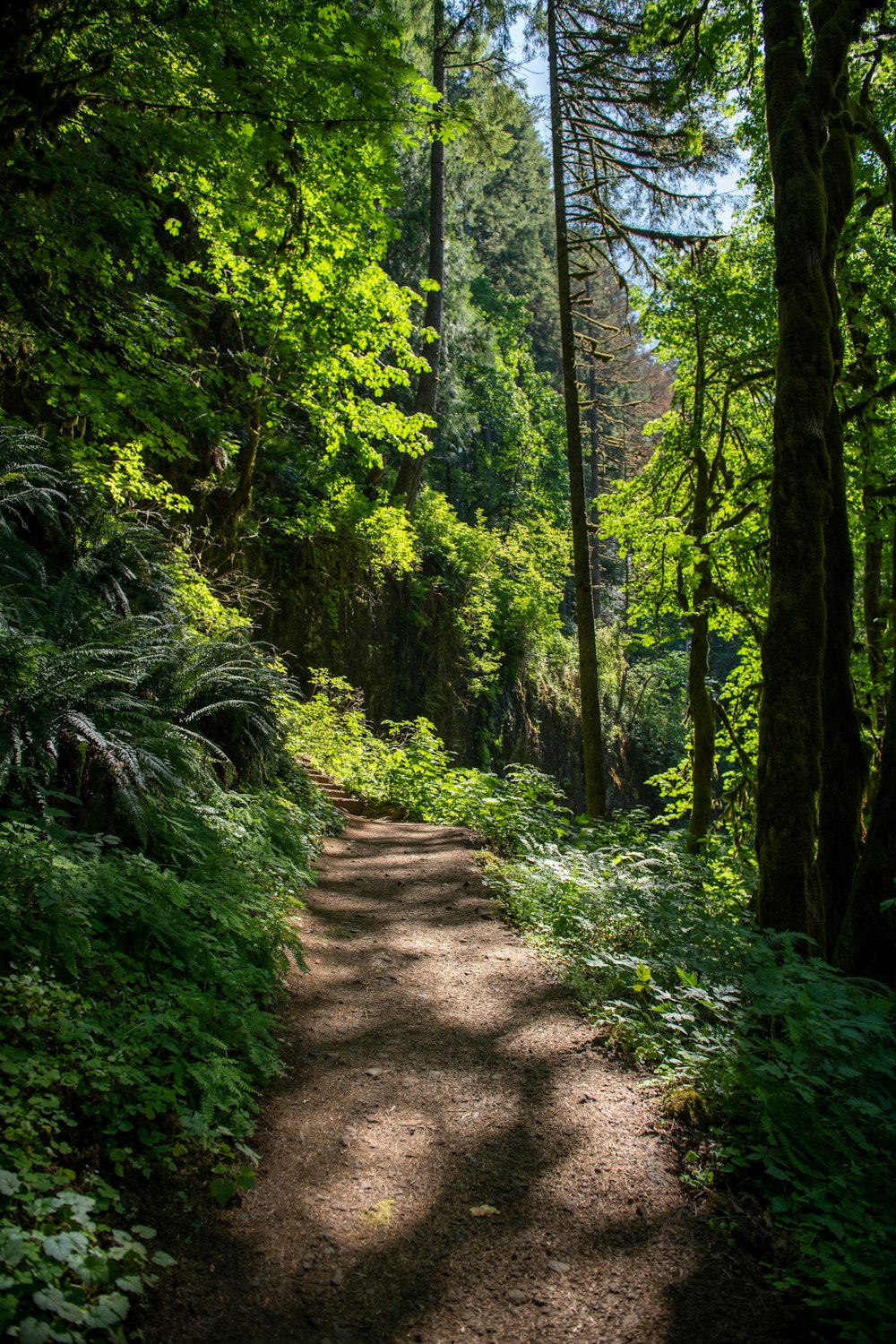 pathway between green trees during daytime